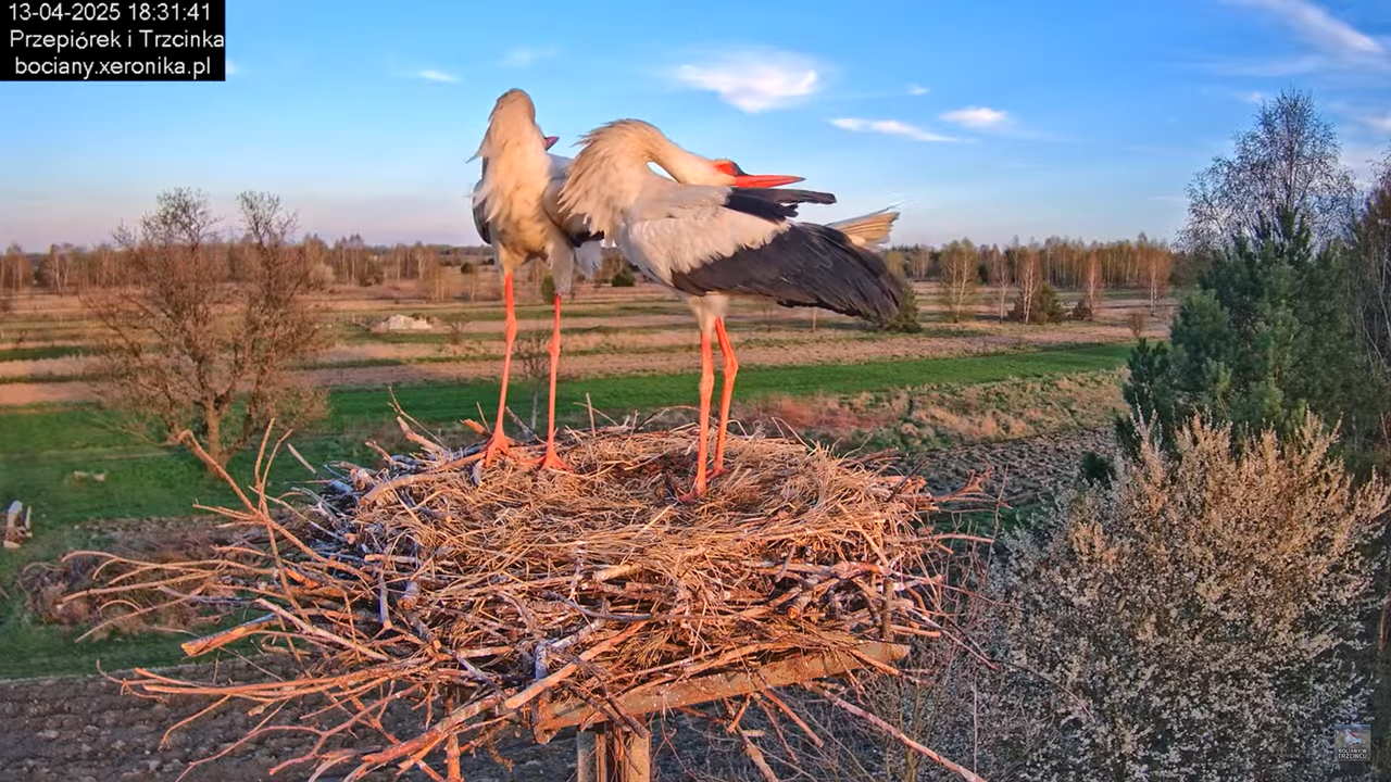 13042025bociany14