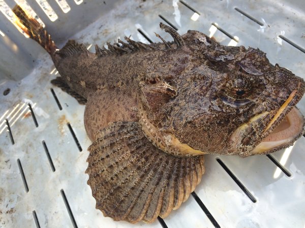 sea raven