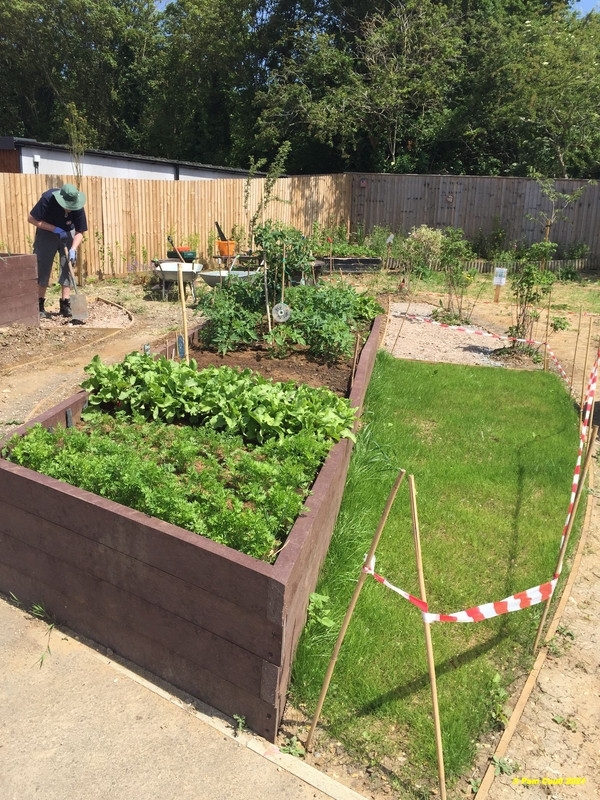 Raised bed 2