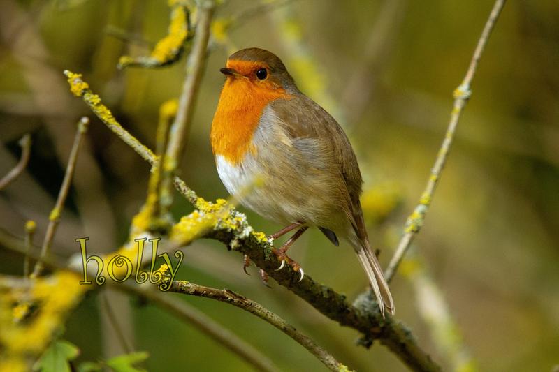 animals-robin-2020-holly.jpg