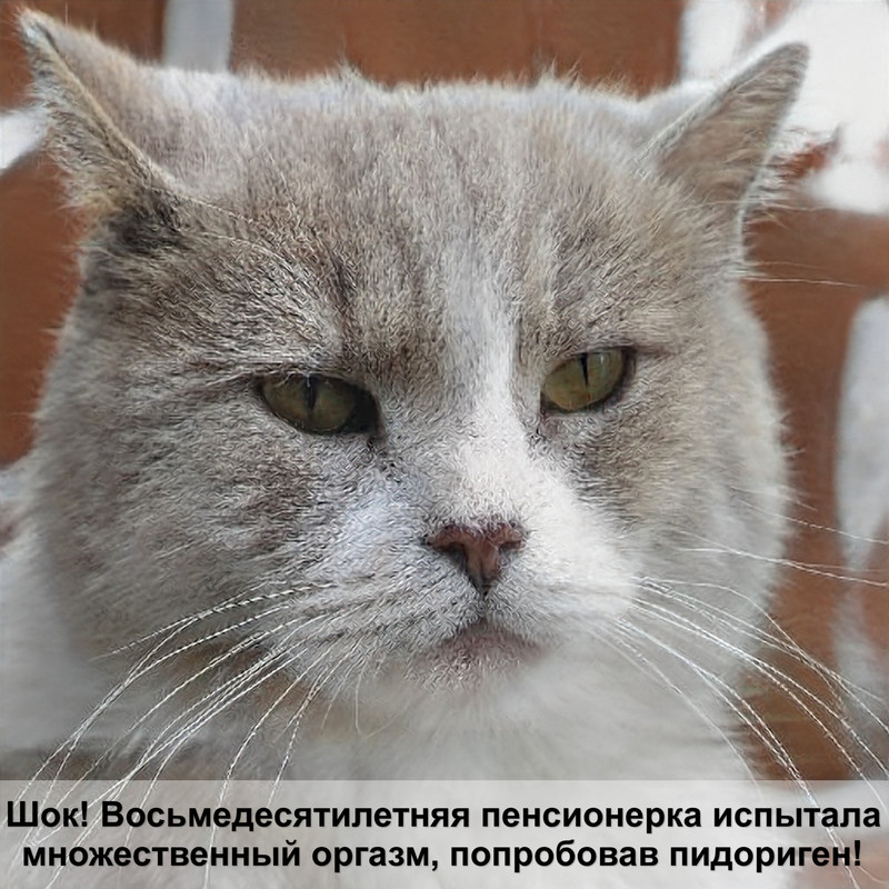 породы кошек серого окраса