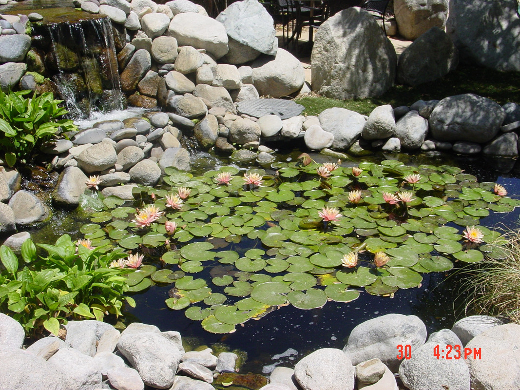 Wter Lilies-24 051214