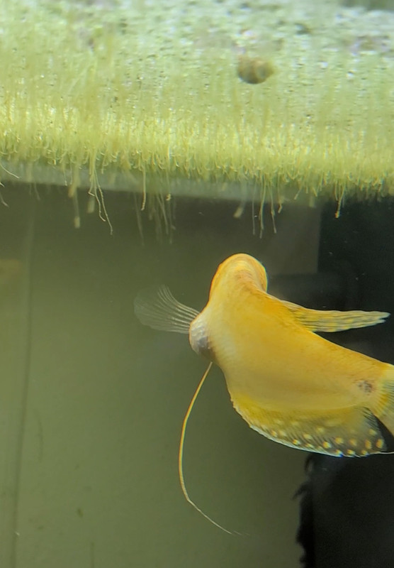 Screenshot_20240701_204148_Gallery