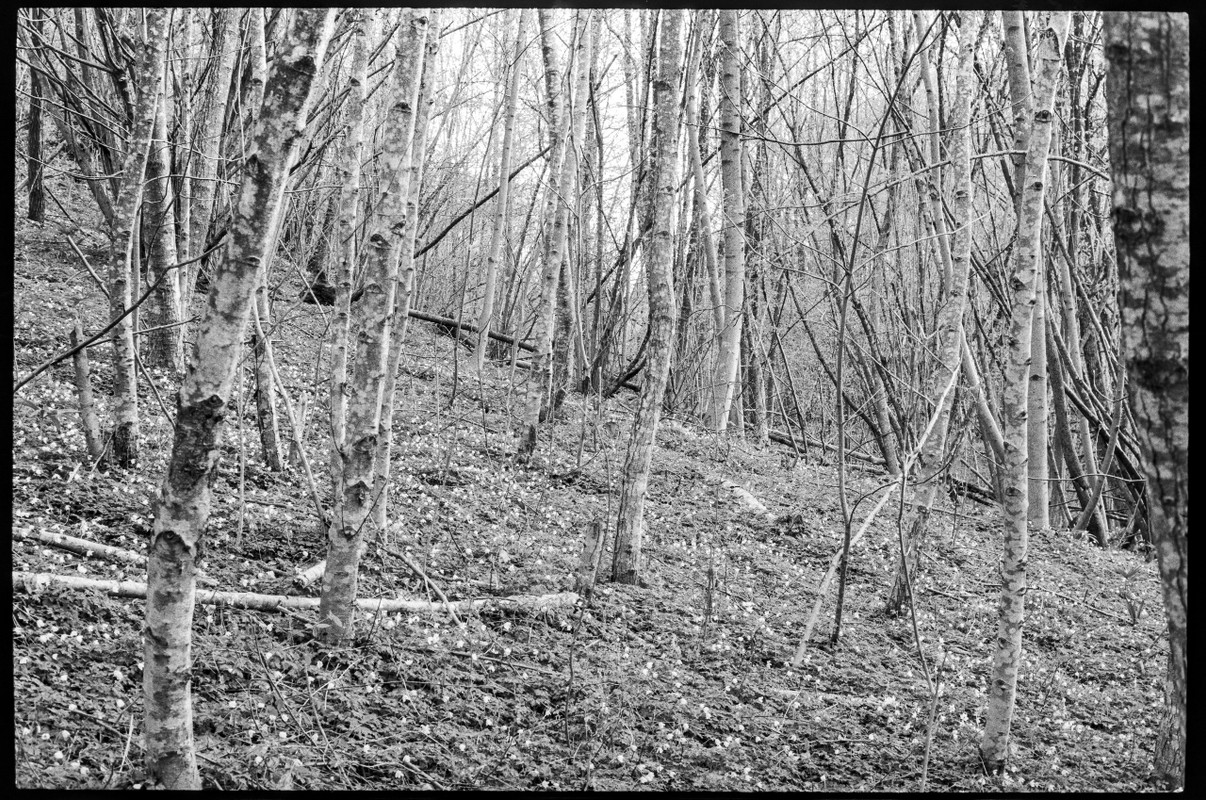 LeicaFLEX_15 apr 2022_05 (1280x849)