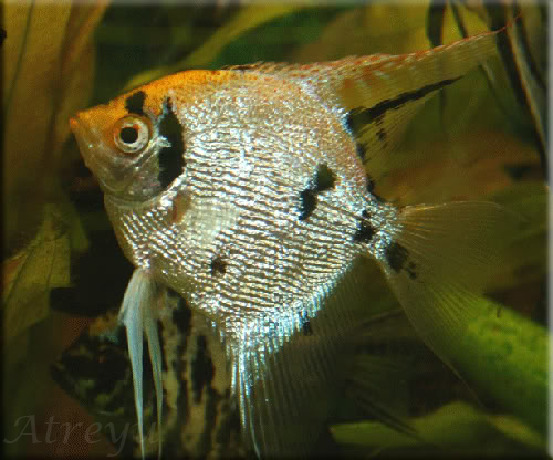 atreyu-marmol-dorado-perlado.jpg