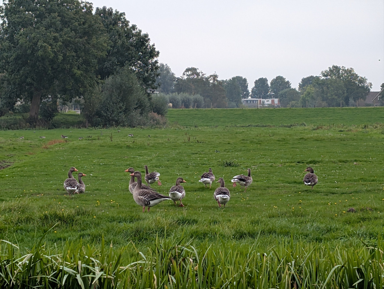 Трое в Амстердаме, не считая собаки. Переезд в Нидерланды.