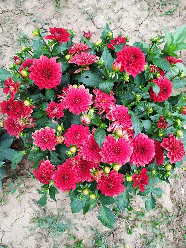 received_355209155463608