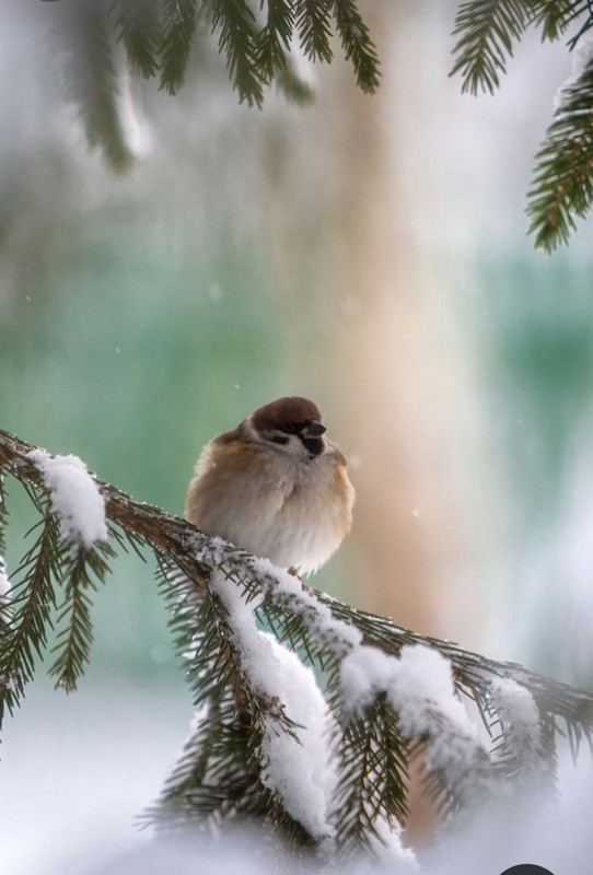 Screenshot_20231205_184516_Pinterest