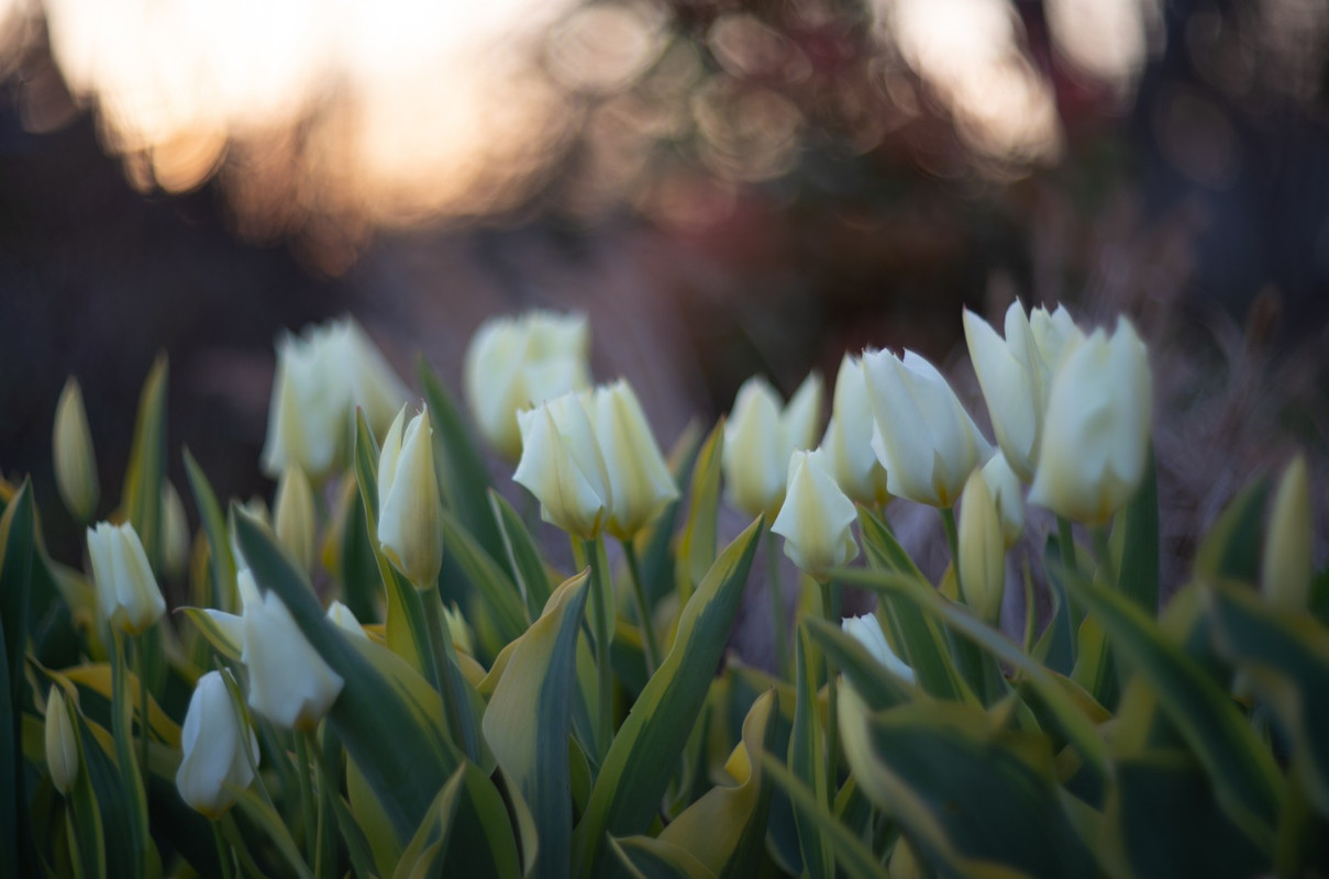 IMG-2893b8b0652ce000d9f3ec6598ef4986-V