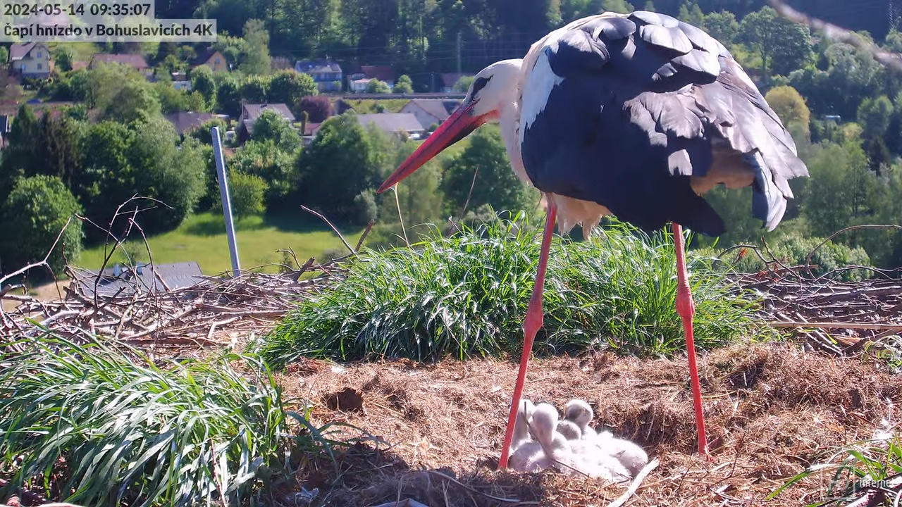 Tiešraidē no uzņēmuma KARA stārķa skursteņa Bohuslavicē pie Trutnovas 11-25-11 screenshot