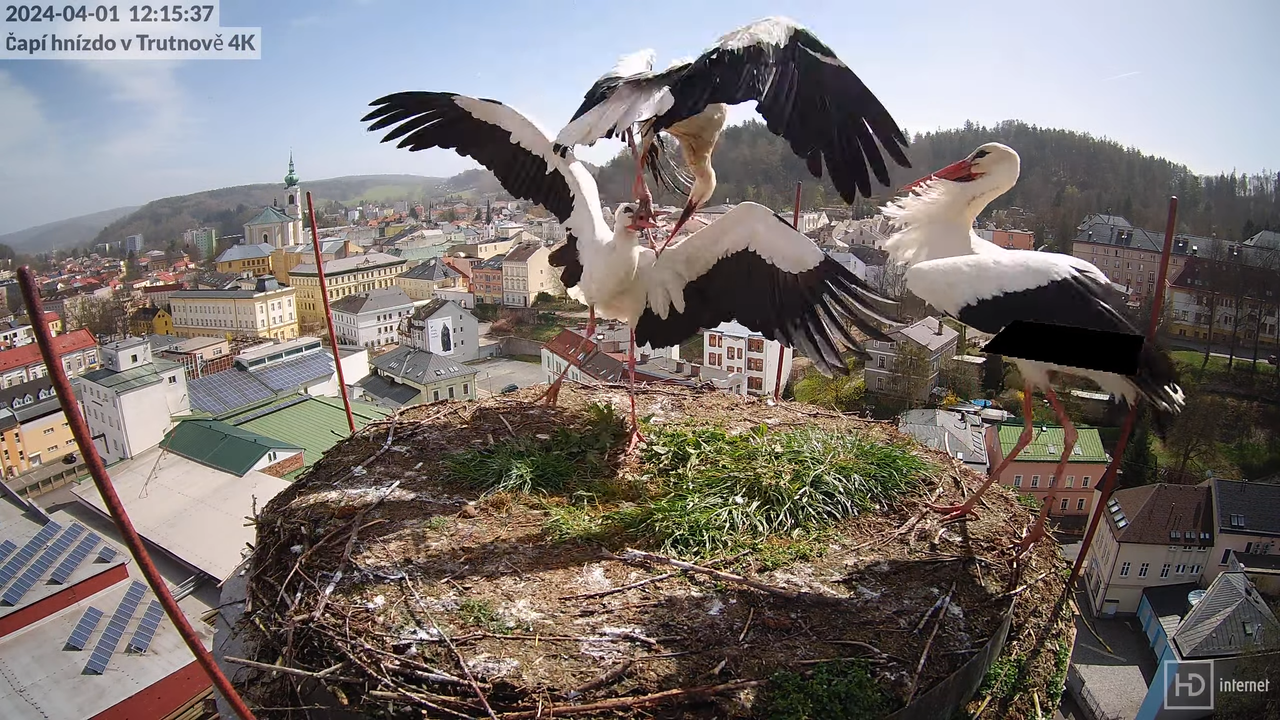 Tiešraidē no stārķa ligzdas uz alus darītavas skursteņa Trutnovā 12-20-17 screenshot
