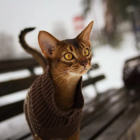 Cat wearing sweater sitting on bench in the snow