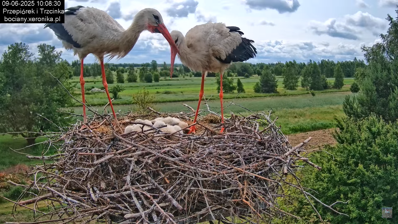 09062025bociany28