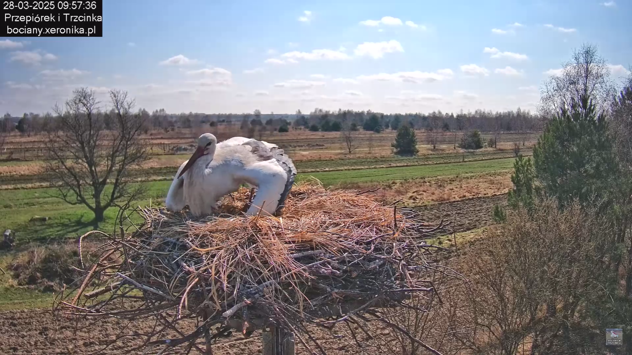 bociany28032025_33