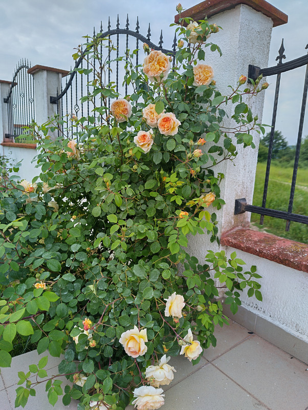 IMG_20230527_092653_HDR