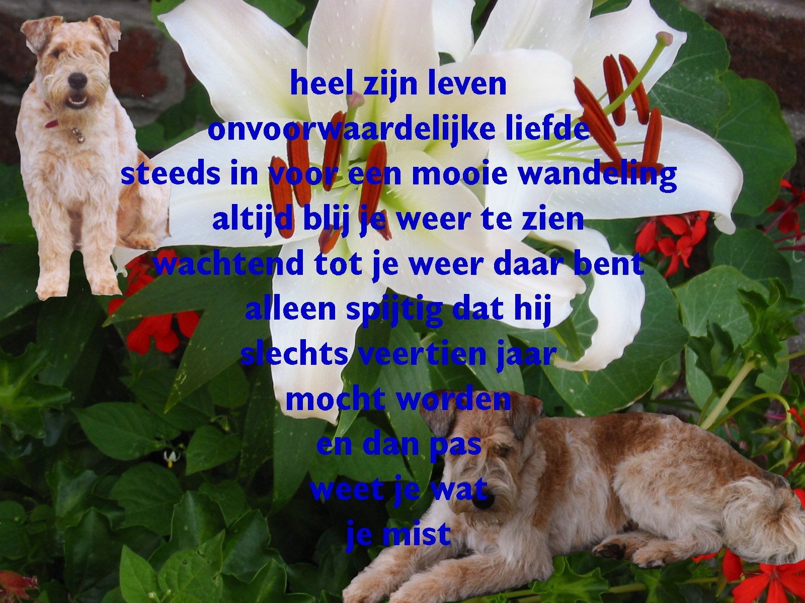 bobdicht-12.jpg