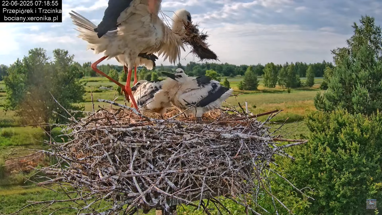 22062025bociany13