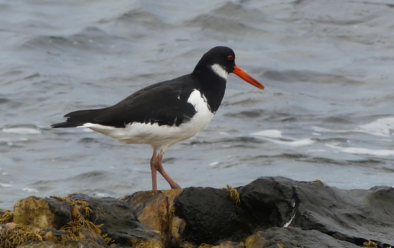 OYSTERCATCHER 1