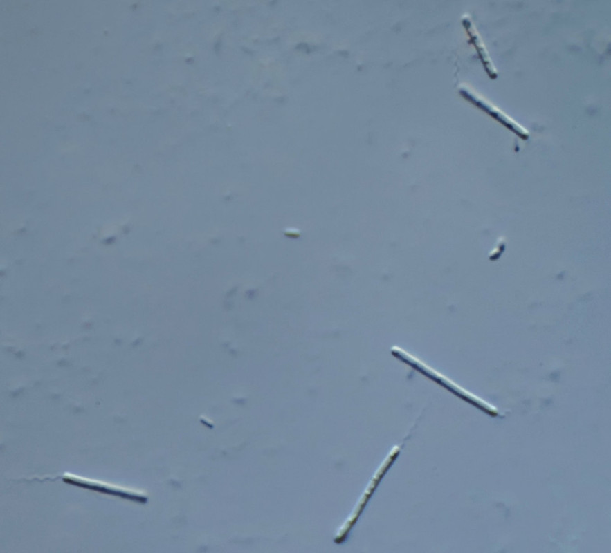 Bakterien 19 Stäbchen Bazillus (ähnl) Bacterium cyrusii) polare Geißelbüschel DIK 100 1,25-Z7