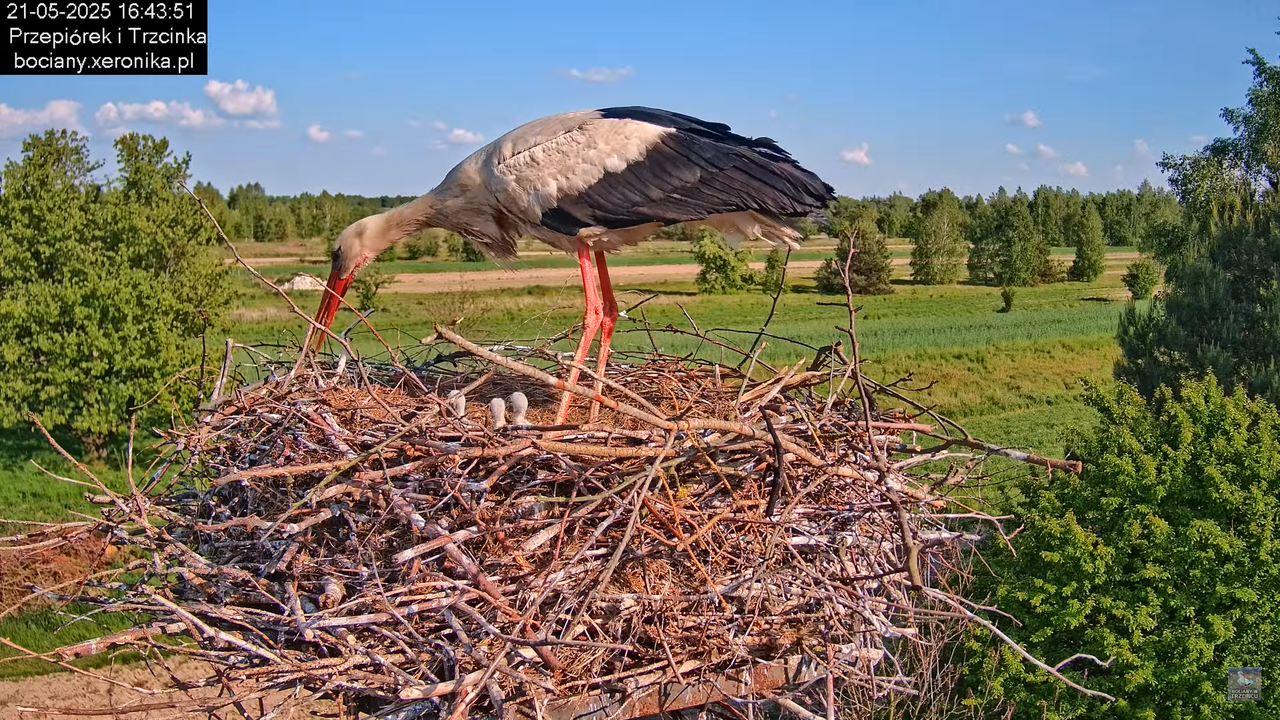 21052025bociany22