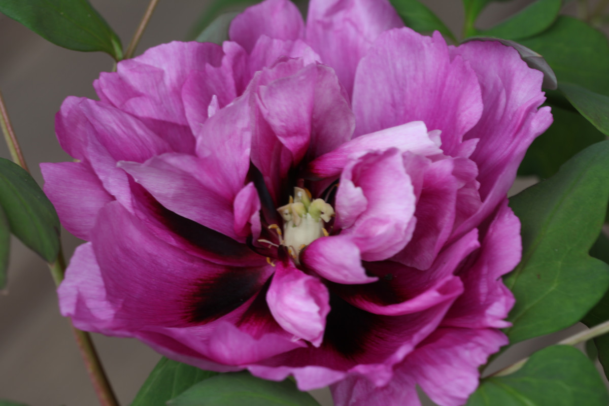 Rockii frøplante bl. 30-04.20