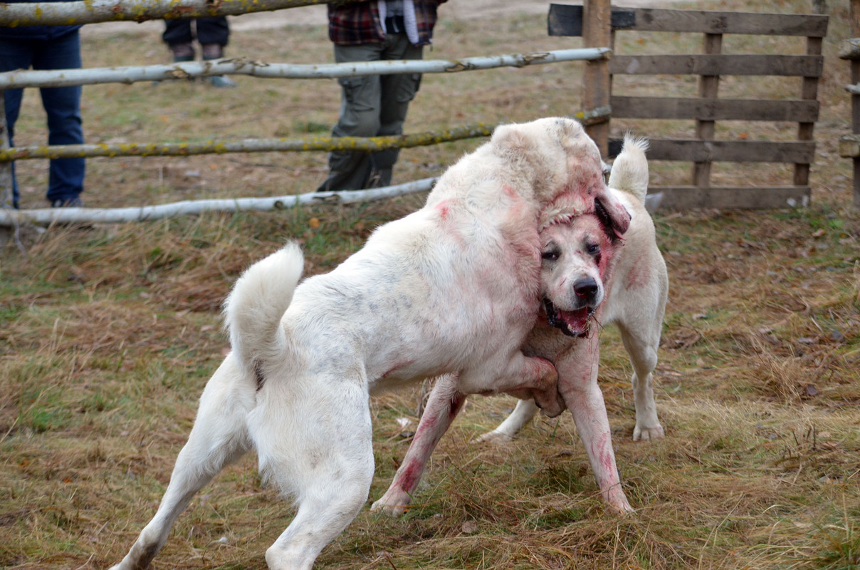 Шаман - Монгол 2 (6)