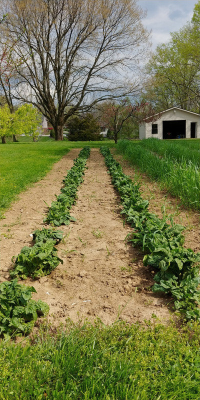 [Image: Spinach-4-18-2021.jpg]