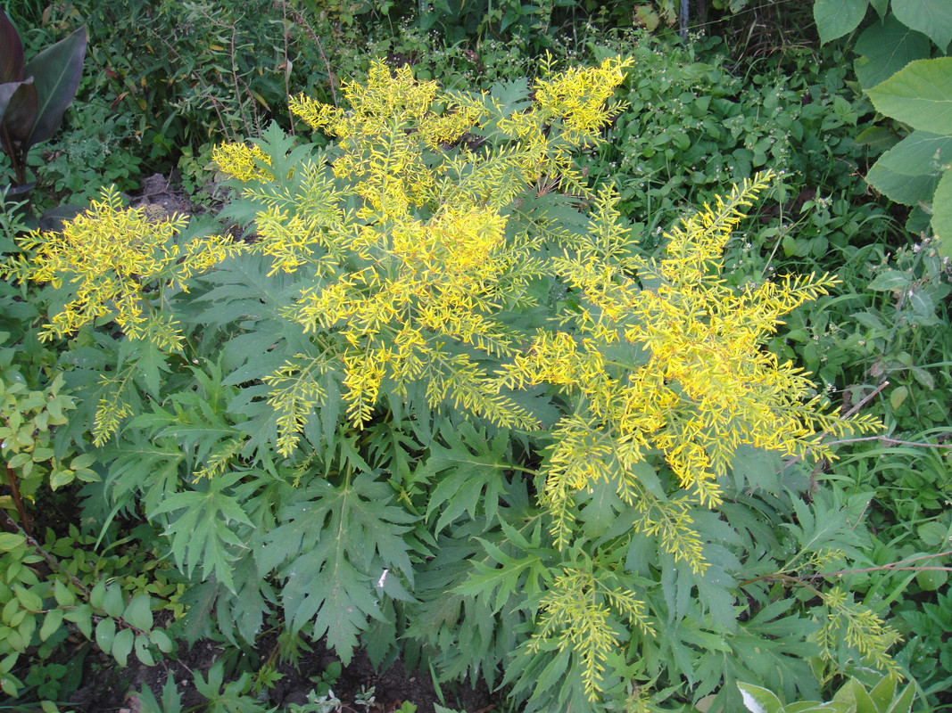 Бузульник тангутский — Ligularia tangutica