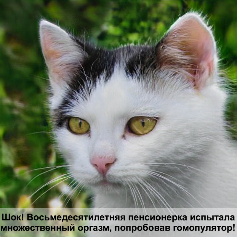 бенгалы котята