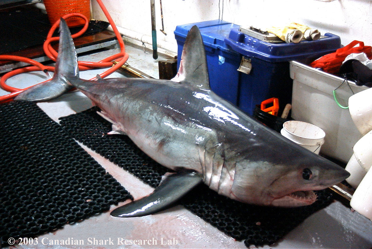 Porbeagle?