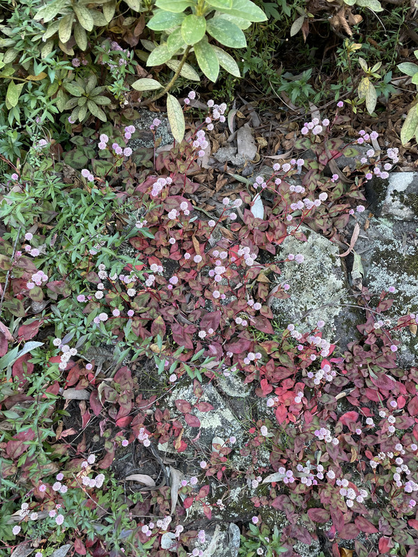 301F39E7-2B4A-424D-94F0-E1E8ADC6B915