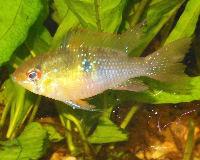 Dettaglio Mikrogeophagus Ramirezi (4°)