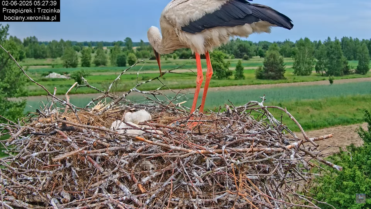02062025bociany5