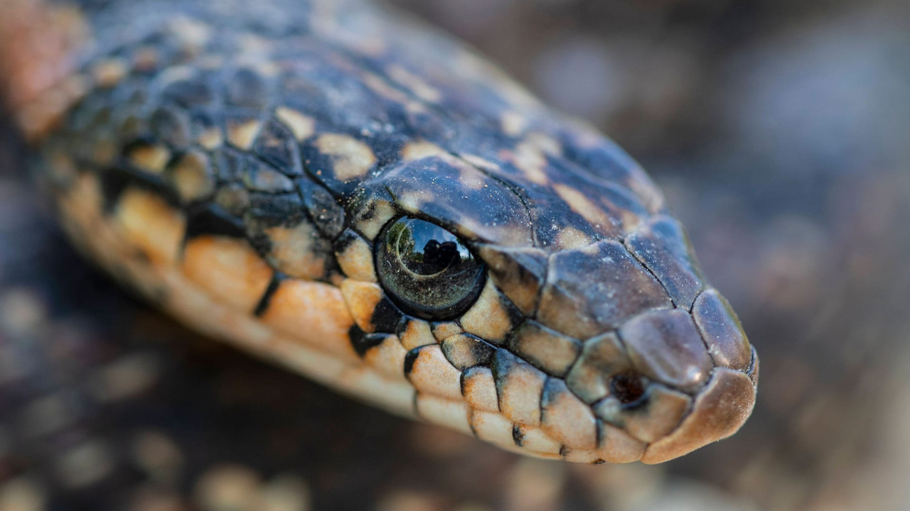 eine-hufeisennatter-archivbild-nahe-mallorca-breitet-sich-die-invasive-schlangenart-weiter-aus