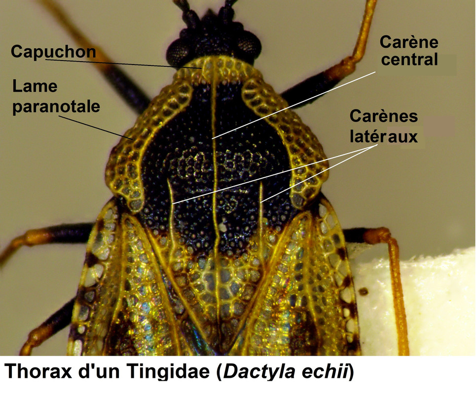 Thorax de Dactyla echii (Tingidae)