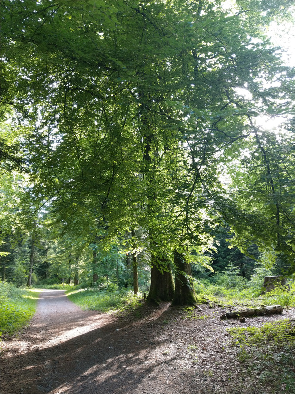 5A436BF0-9E5D-491D-9115-7F593613B5CF