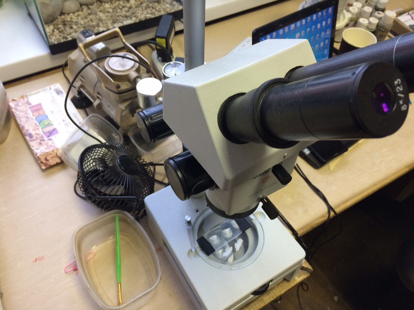 1 Судак Трофей  (1)