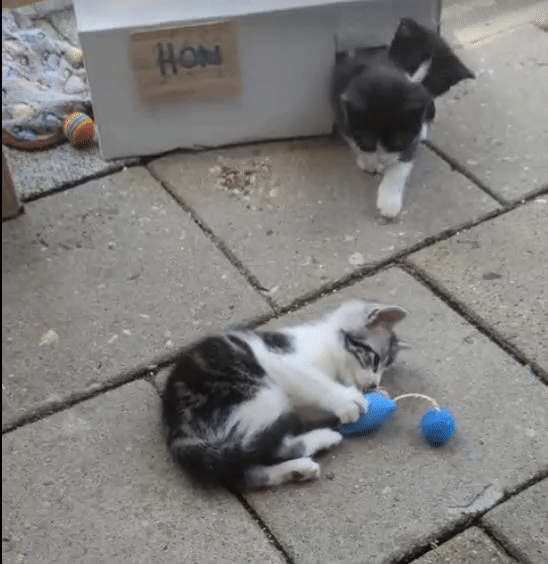 55857a365c8733217d730429c9d5034a.gif
