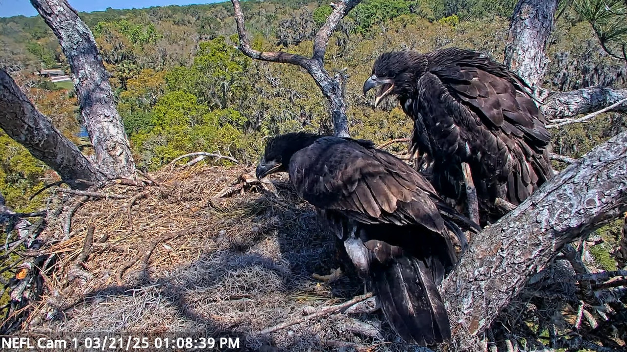 NEFL Cam 1 — tiešraidē Bald Eagle Cam 16-7-21 screenshot (2)