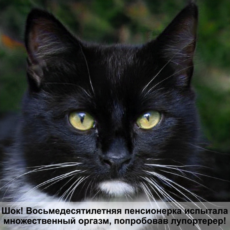 какая кошка самая везучая