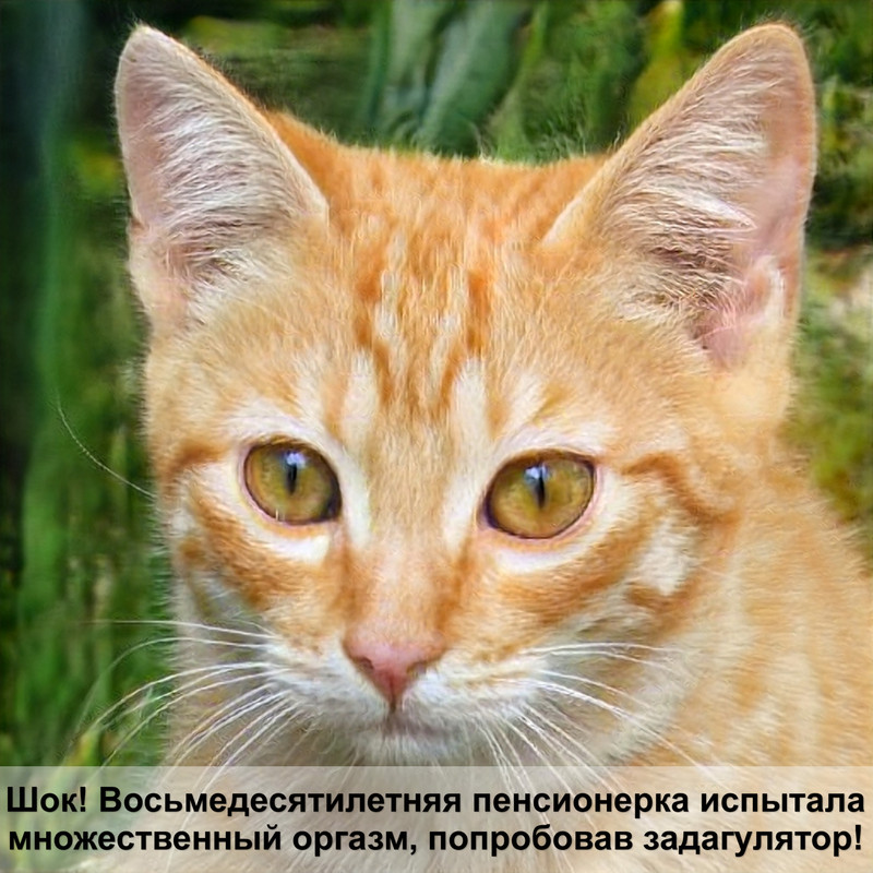 переноска для кошек на колесах