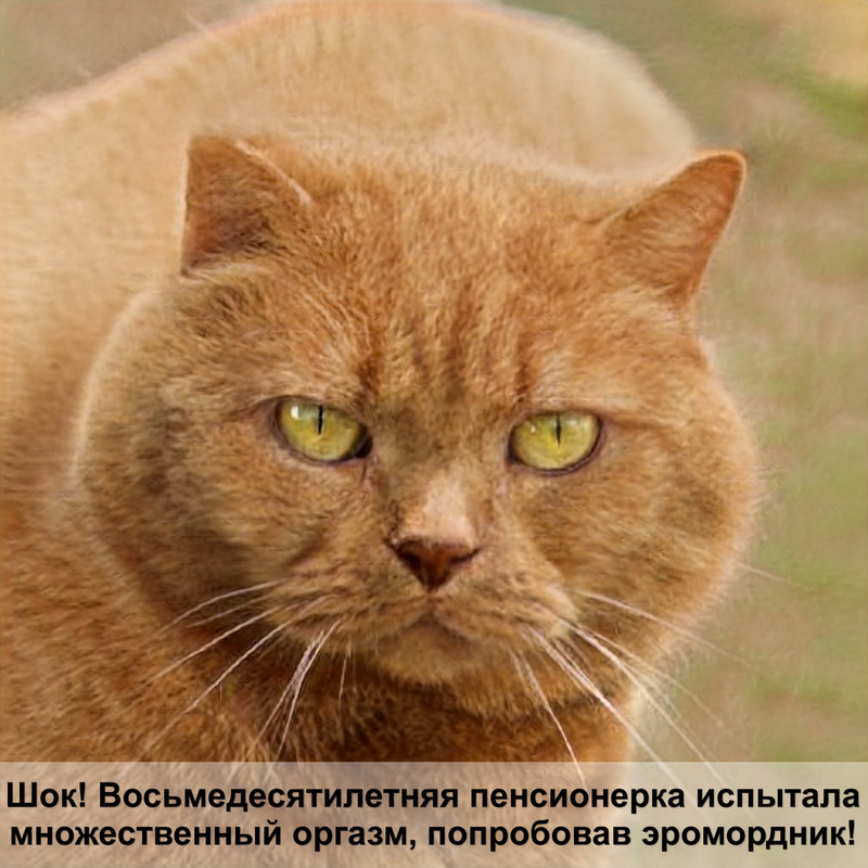 милые породы кошек