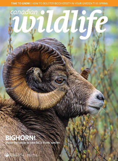 Canadian Wildlife - March / April 2023