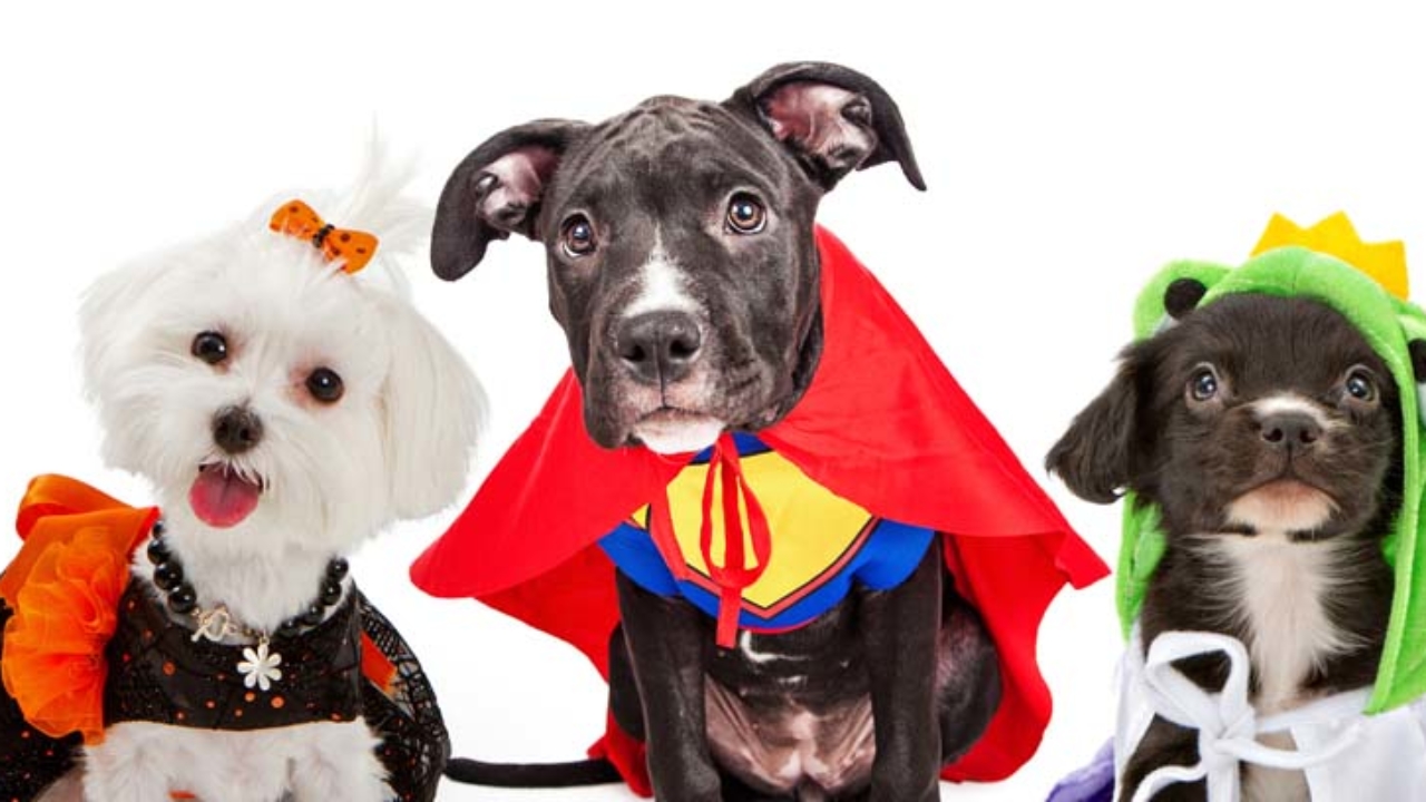 Cerbero, el mejor disfraz de Halloween para perro<br><br>Disfraz de Halloween para perro