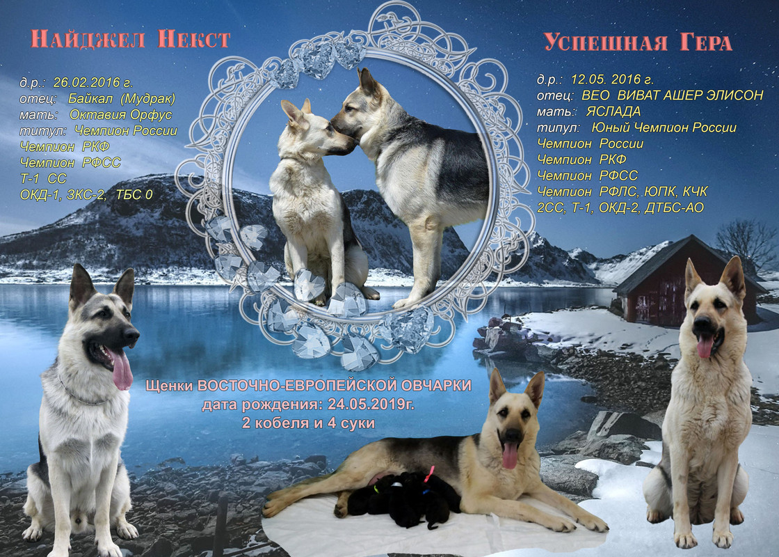 реклама щенки