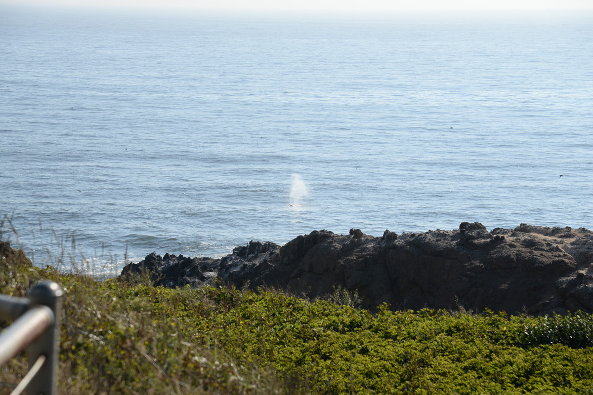 Árboles gigantes, fuegos y volcanes extintos - Oregon y California norte (2018) - Blogs de USA - Portland y costa de Oregon (25)