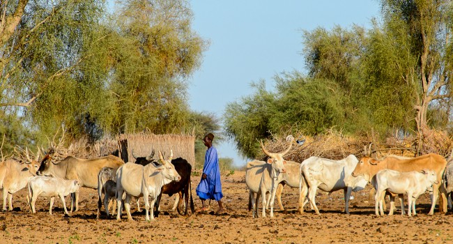 Herders-grazing-cattle-on-scarce-resources-in-Senegal