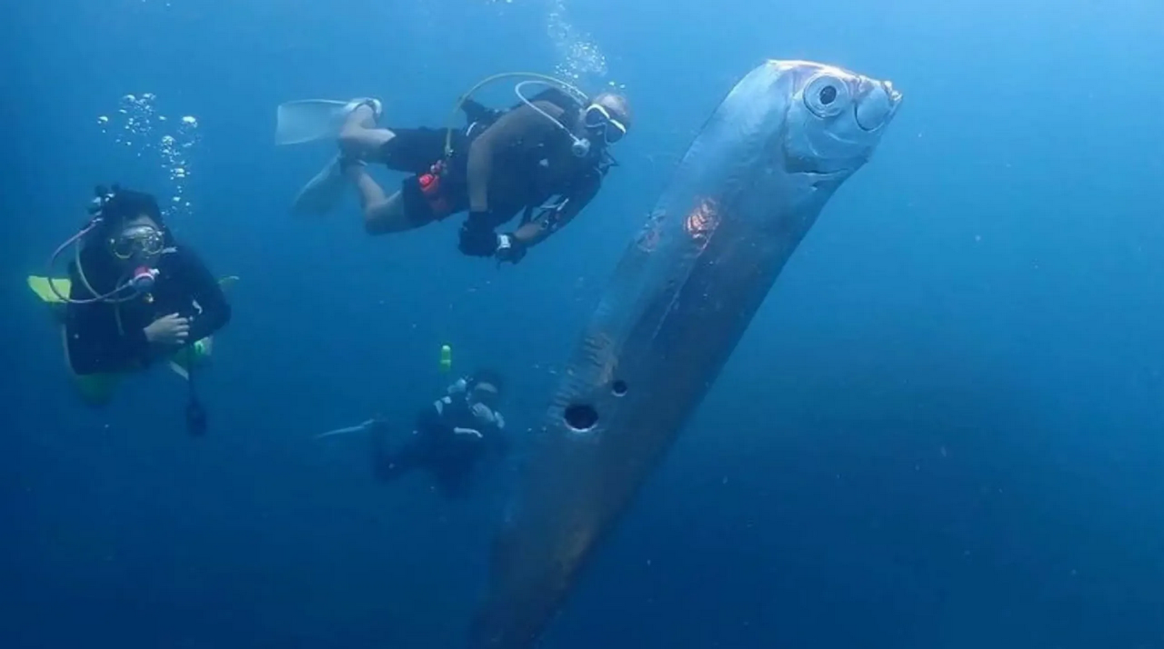 Pez remo aparece en aguas de Taiwán y el mundo teme un terrible terremoto: video