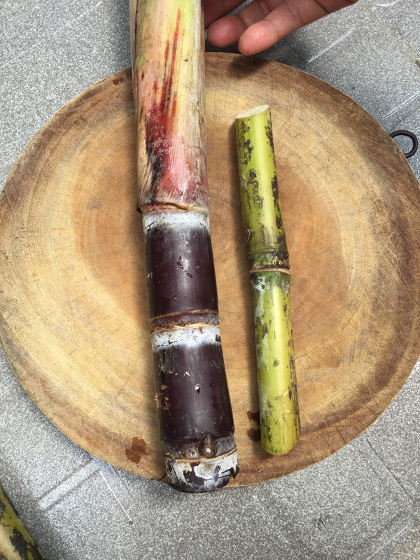 introducing-two-sugarcane-varieties.jpg