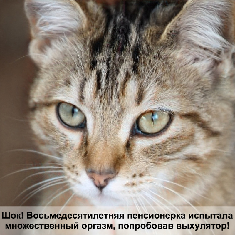 когти кошки